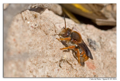 Rhodanthidium sticticum 240301-002 kopie.jpg