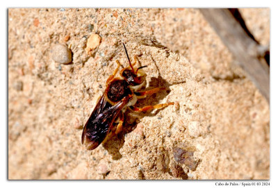 Rhodanthidium sticticum 240301-004 kopie.jpg