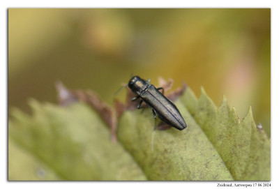 Agrilus angustulus 240617-041 kopie.jpg