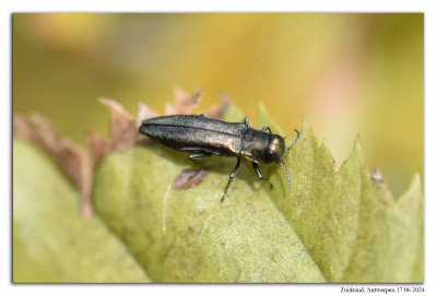 Agrilus angustulus 240617-043 kopie.jpg