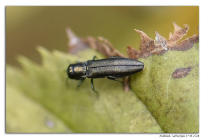 Agrilus angustulus 240617-042 kopie.jpg