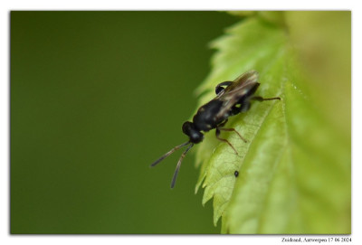 Haltichella rufipes 240617-038 kopie.jpg
