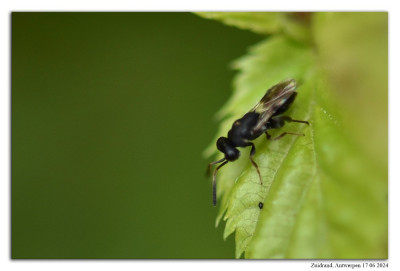 Haltichella rufipes 240617-037 kopie.jpg