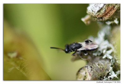 Haltichella rufipes 240617-036 kopie.jpg