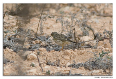Graspieper 240226-007 kopie.jpg