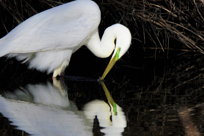 Grote Zilverreiger