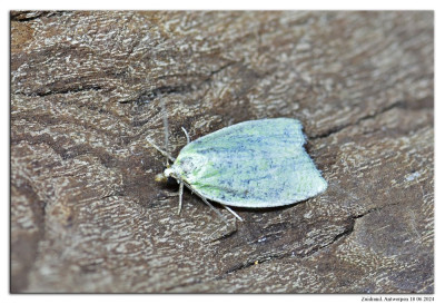 Groene eikenbladroller 240618-01 kopie.jpg