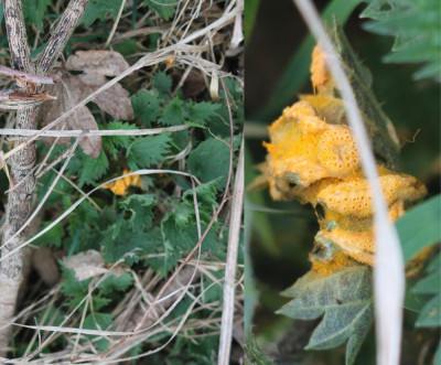 IMG_1451-2 Brandnetelroest (Puccinia caricina).jpg