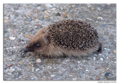 Egel 240619-001 kopie.jpg