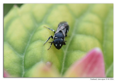 Kleine tuinmaskerbij 240619-038 kopie.jpg
