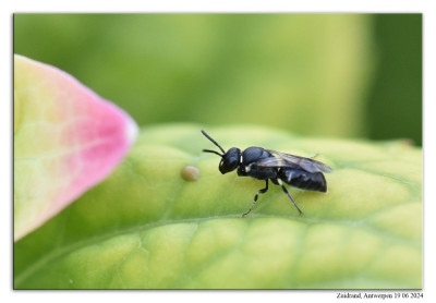 Kleine tuinmaskerbij 240619-037 kopie.jpg