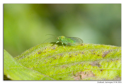 Elzenbladvlo 240619-162 kopie.jpg