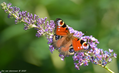 Capelle aan de IJssel - Dagpauwoog - Aglais io