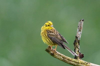 Geelgors ♂