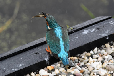 IJsvogel ♂