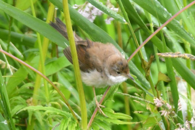 Grasmus