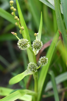 Grote egelskop