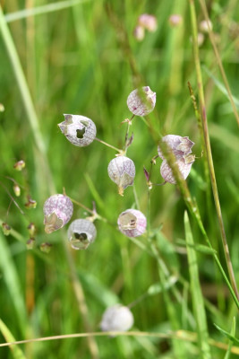 Blaassilene
