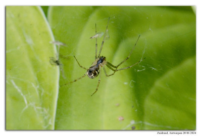 Herfsthangmatspin 240620-007 kopie.jpg