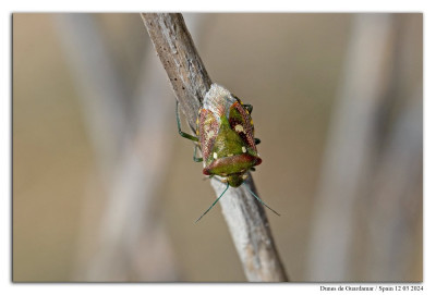 Chroantha ornatula 240312-019 kopie.jpg