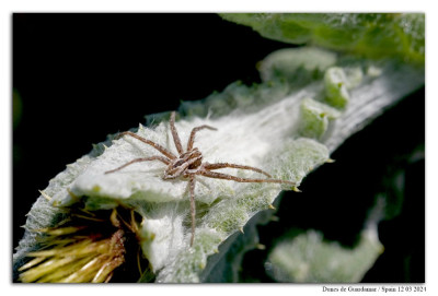Kraamwebspin 240312-012 kopie.jpg