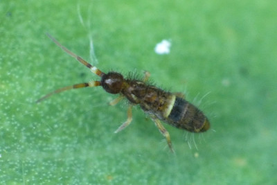 Orchesella cincta
