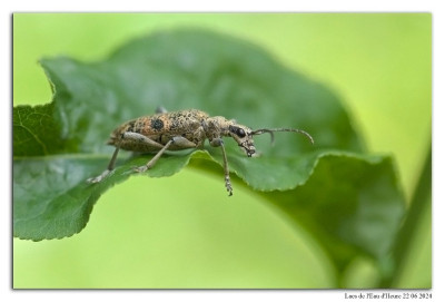 Geelzwarte ribbelboktor 240622-096 kopie.jpg