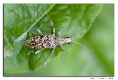 Geelzwarte ribbelboktor 240622-095 kopie.jpg