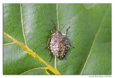 Roodpootschildwants 240622-097 kopie.jpg