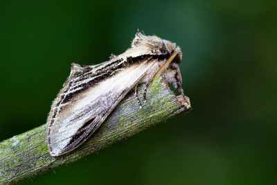 Brandvlerkvlinder - Pheosia tremula.JPG