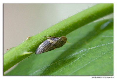Aphrophora alni 240622-195 kopie.jpg