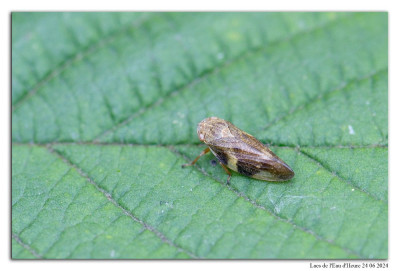 Aphrophora alni 240622-071 kopie.jpg