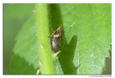 Aphrophora alni 240622-194 kopie.jpg