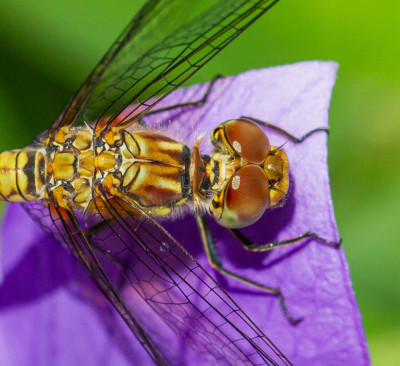 ALB_5567-Butterfly, Bee & Dragonfly.jpg