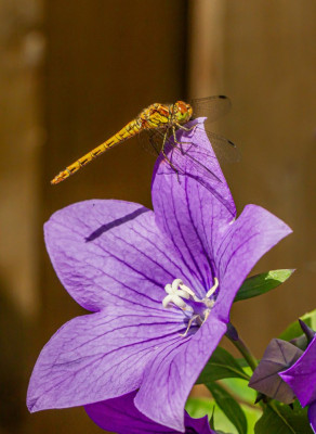 ALB_5543  Dragonflies Of The World.jpg