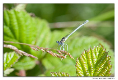 Blauwe breedscheenjuffer 240626-007 kopie.jpg