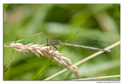 Blauwe breedscheenjuffer 240626-021 kopie.jpg