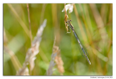 Blauwe breedscheenjuffer 240626-020 kopie.jpg