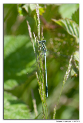 Blauwe breedscheenjuffer 240626-006 kopie.jpg