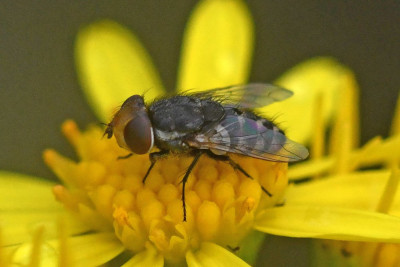 Miltogramma germari
