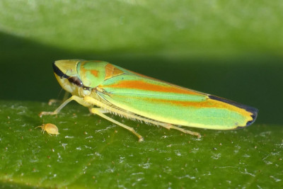 Rododendroncicade