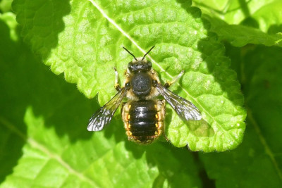 Grote wolbij ♂