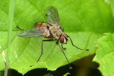 Dexia rustica