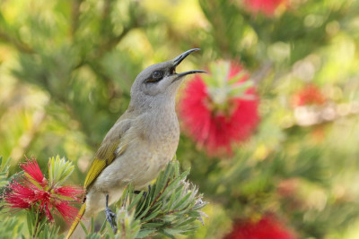 honeyeater6T8A3574.JPG
