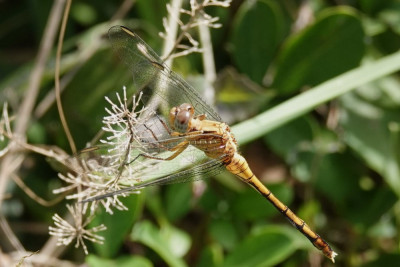 DSC02464 B.JPG