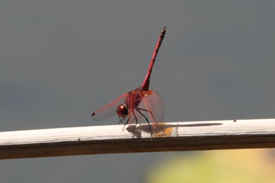 DSC03848 B.JPG