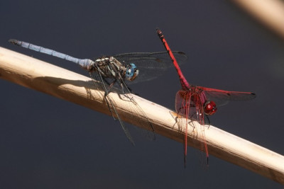 Man. samen met Red Viewed Dropwing op een spriet
