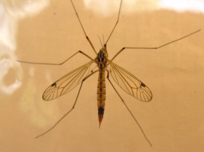 IMG_3755-2 Spoilertijger (Nephrotoma guestfalica).JPG
