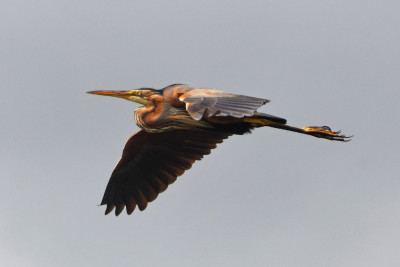Purperreiger