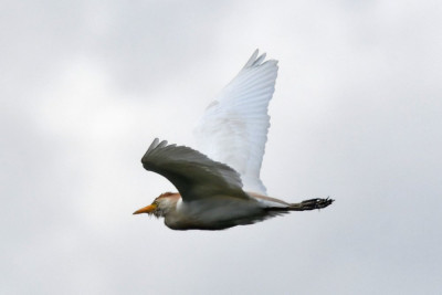 Koereiger
